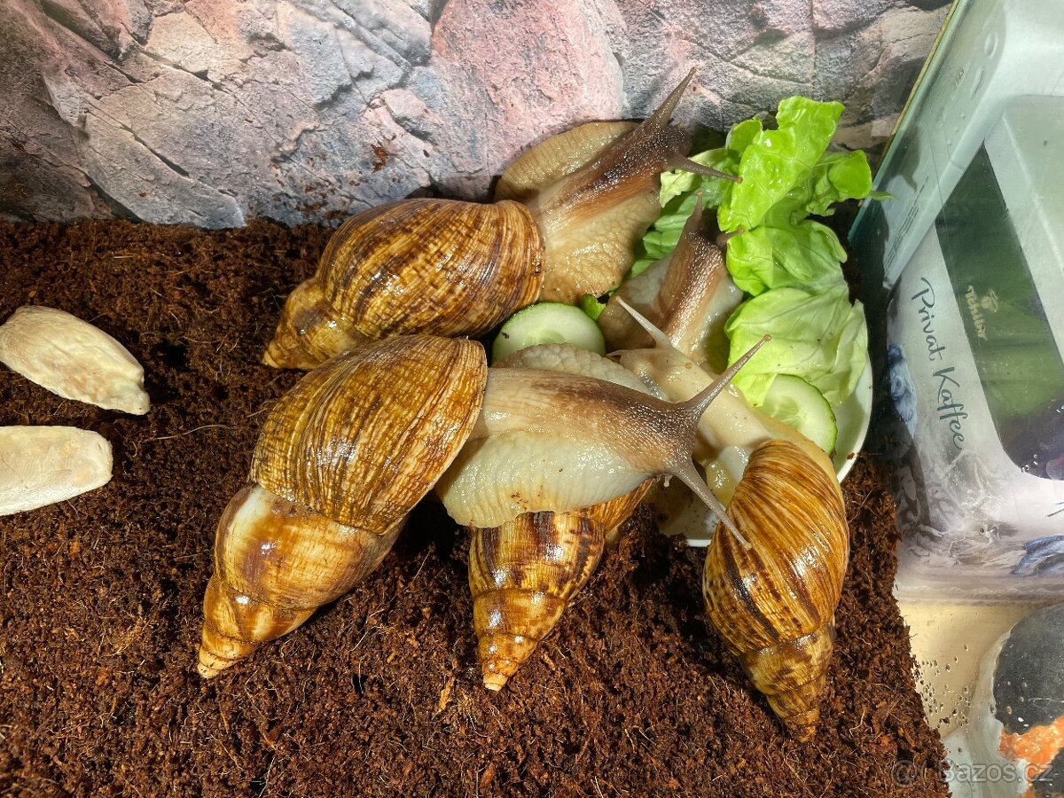 Oblovka síťkovaná (Lissachatina reticulata) 🐌 - 20