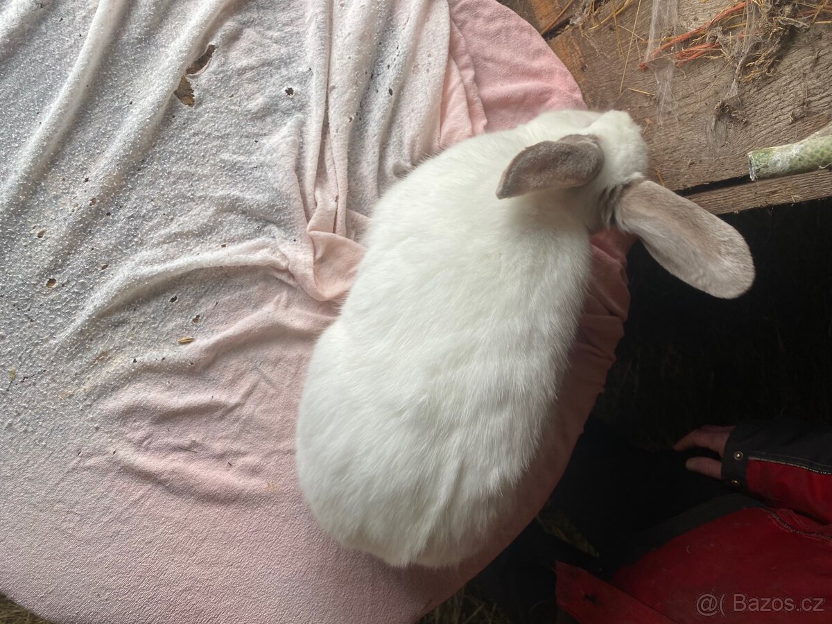 Samice na prodej - 20