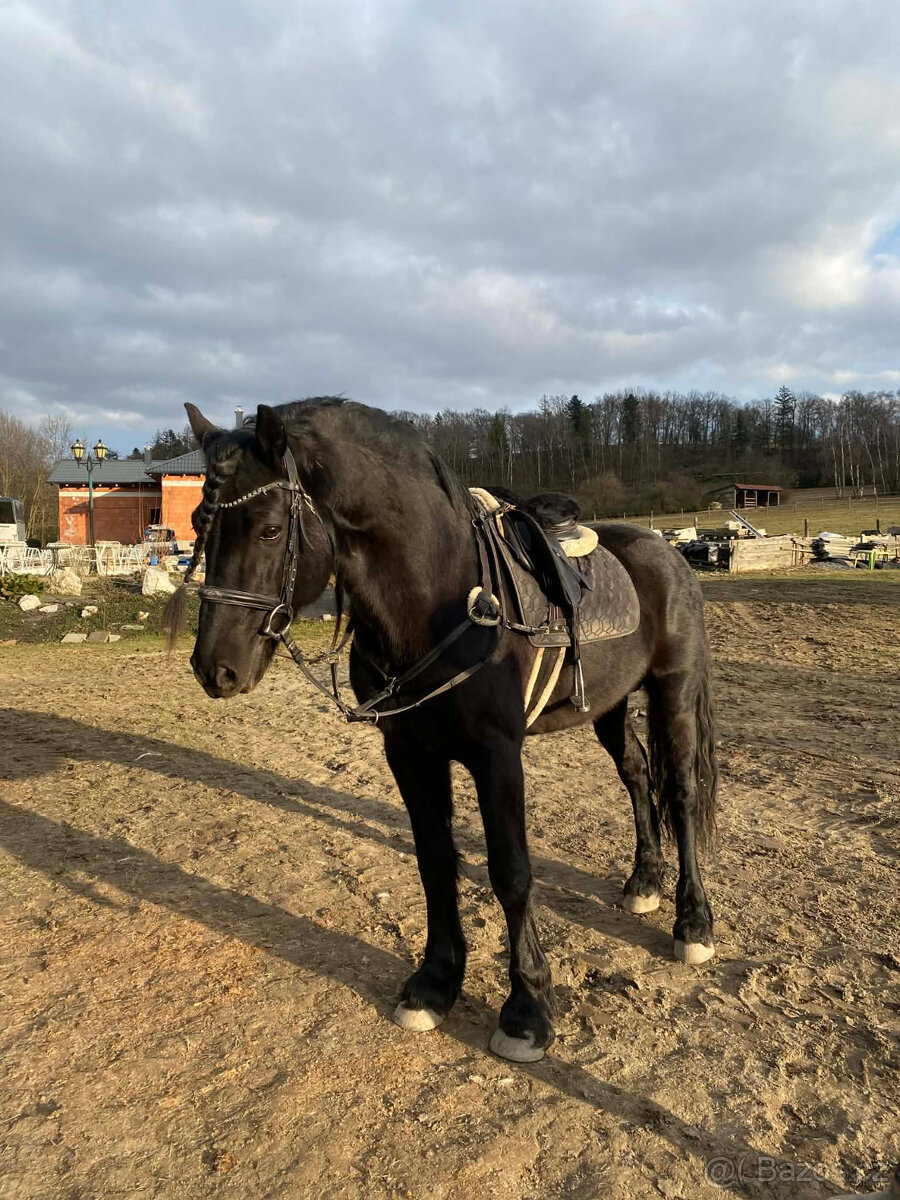 Připouštění černým hřebcem Welsh Cob D - rok 2026 - 20