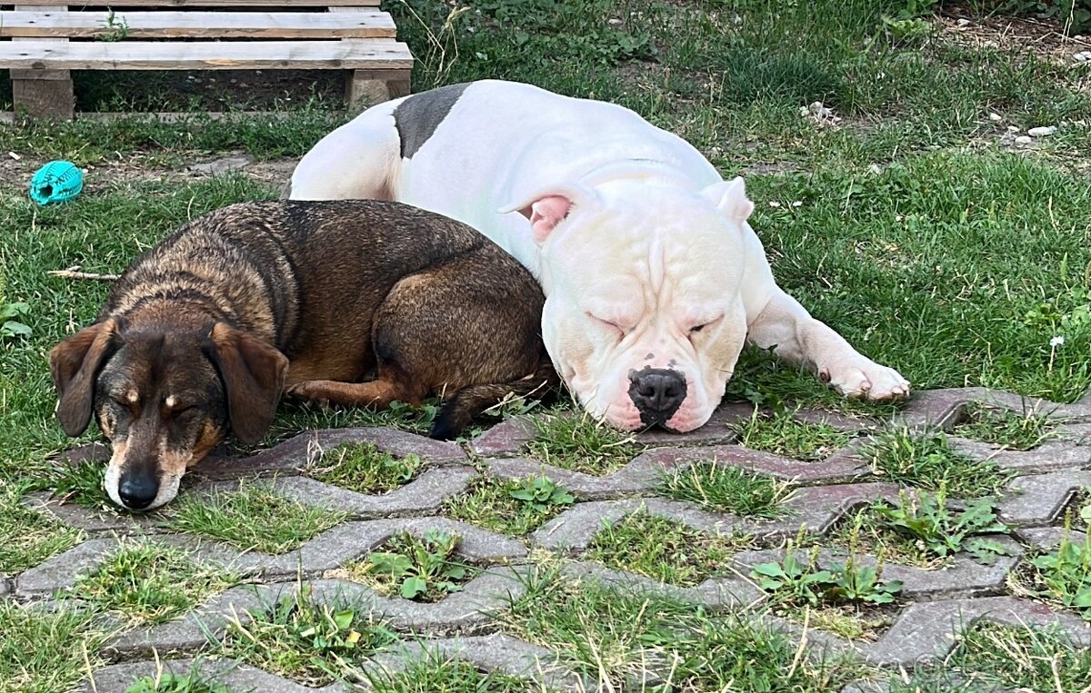 Krytí American Bully standard - 20