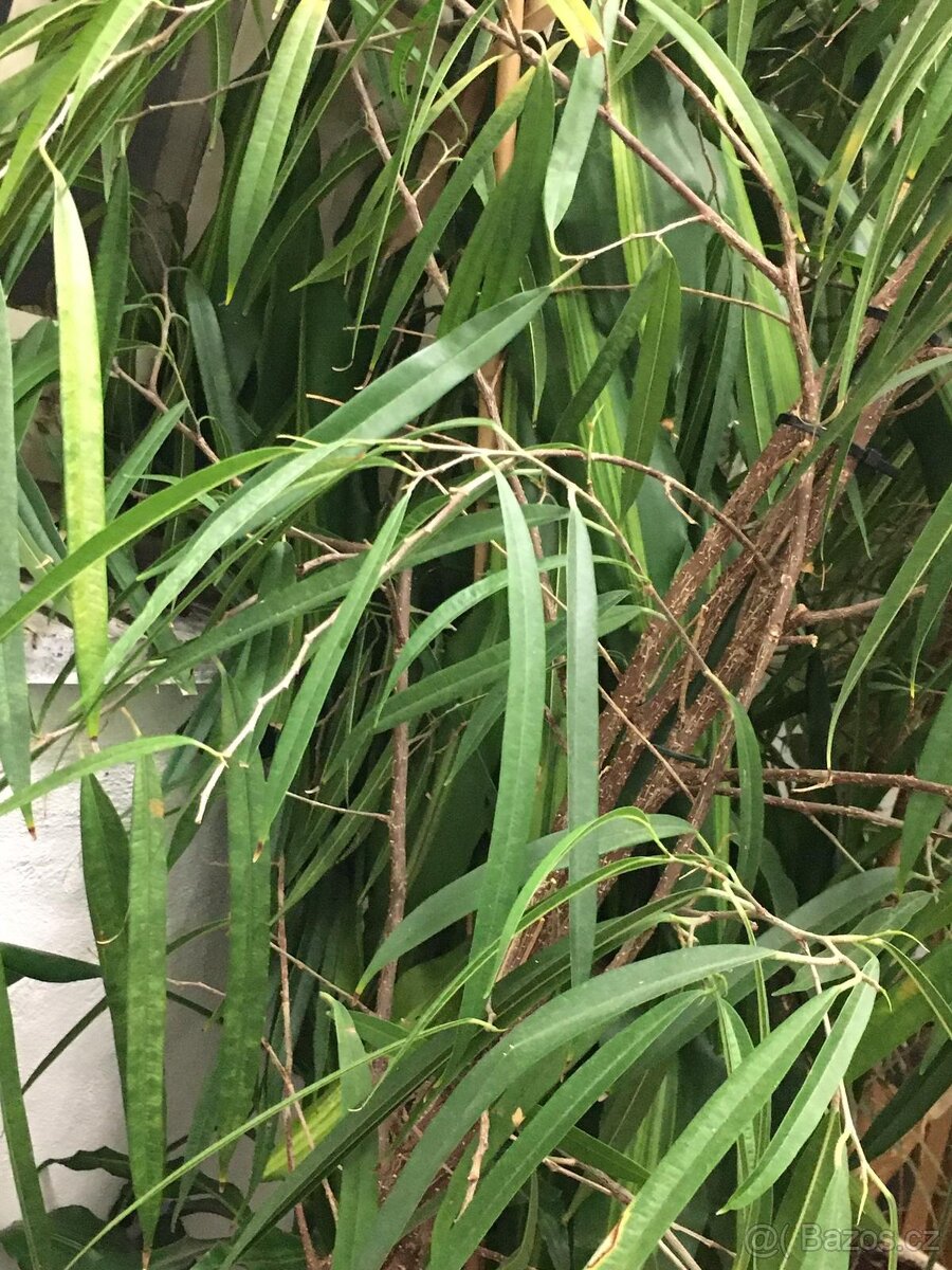 POKOJOVE KVETINY - 20