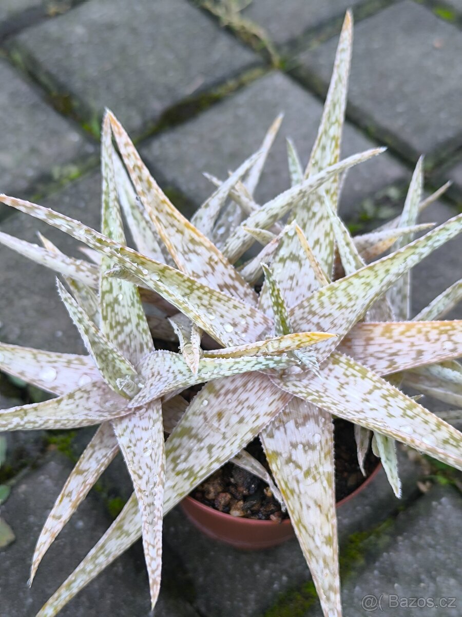 Sukulenty,kaktusy - 20