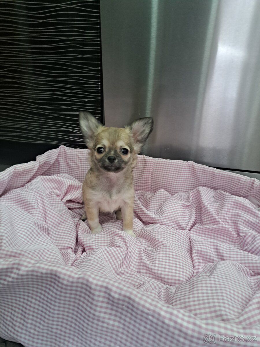 Čivava štěňátka fenečky - 20