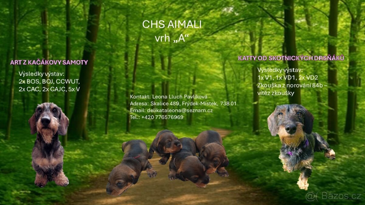 Jezevčík drsnosrstý - 20