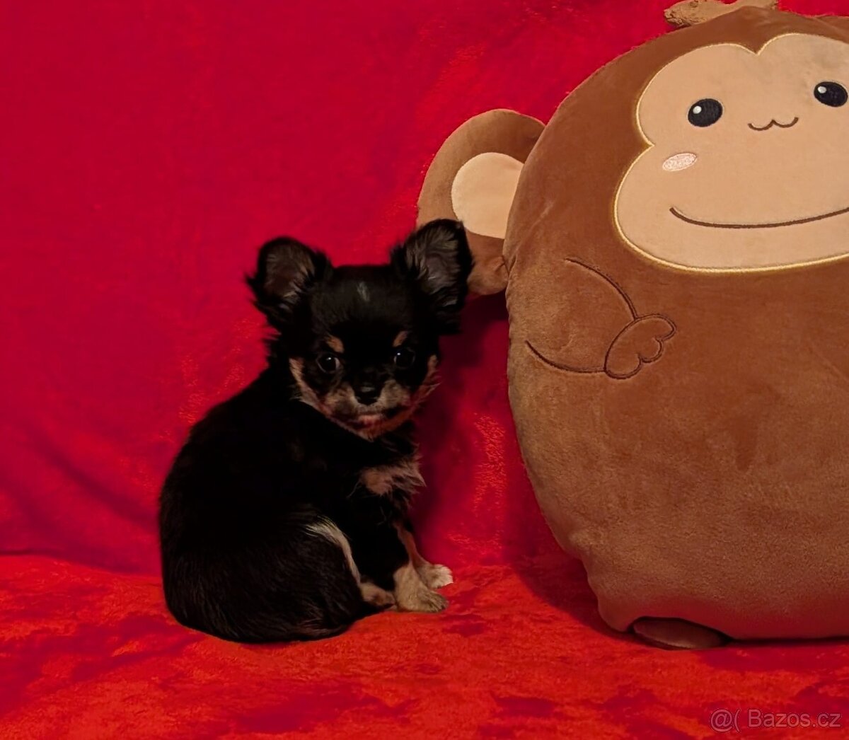 Čivava dlouhosrstá s PP- pejsci a fenky - 20