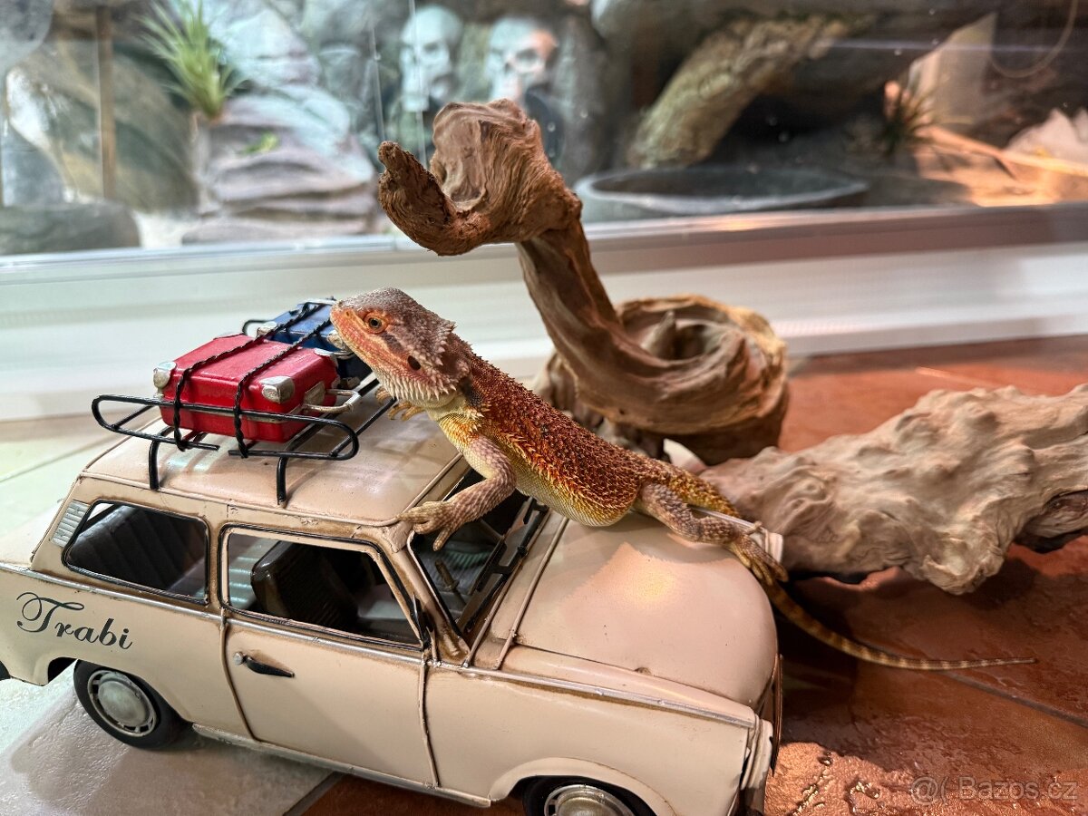 MLÁĎATA AGAMY VOUSATÉ K PRODEJI - 20