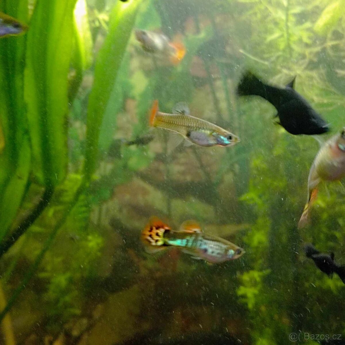 Paví očka Guppky Prachaticko - 20