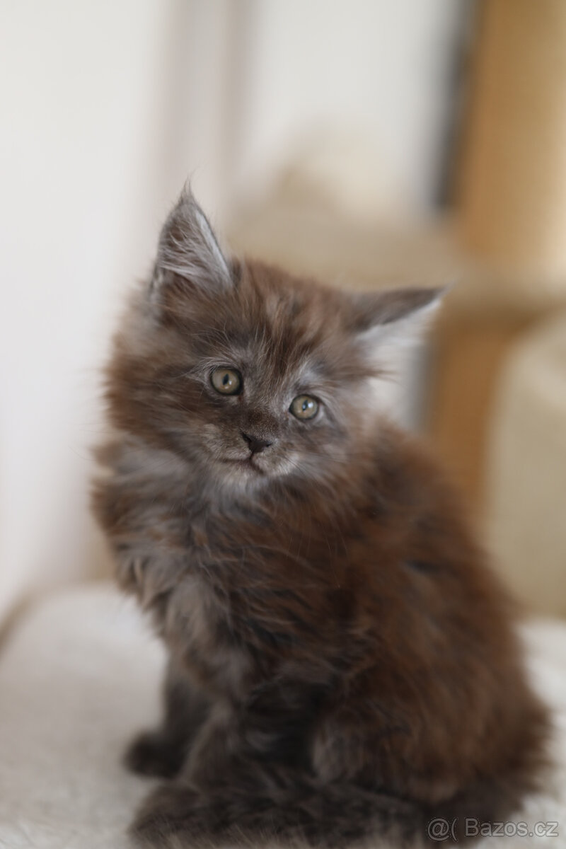 Mainská mývalí s PP - 20