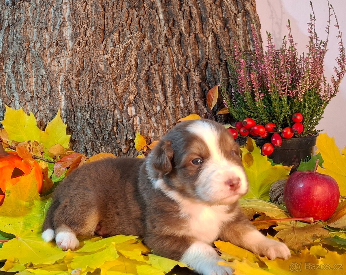 Australský ovčák s PP - 20