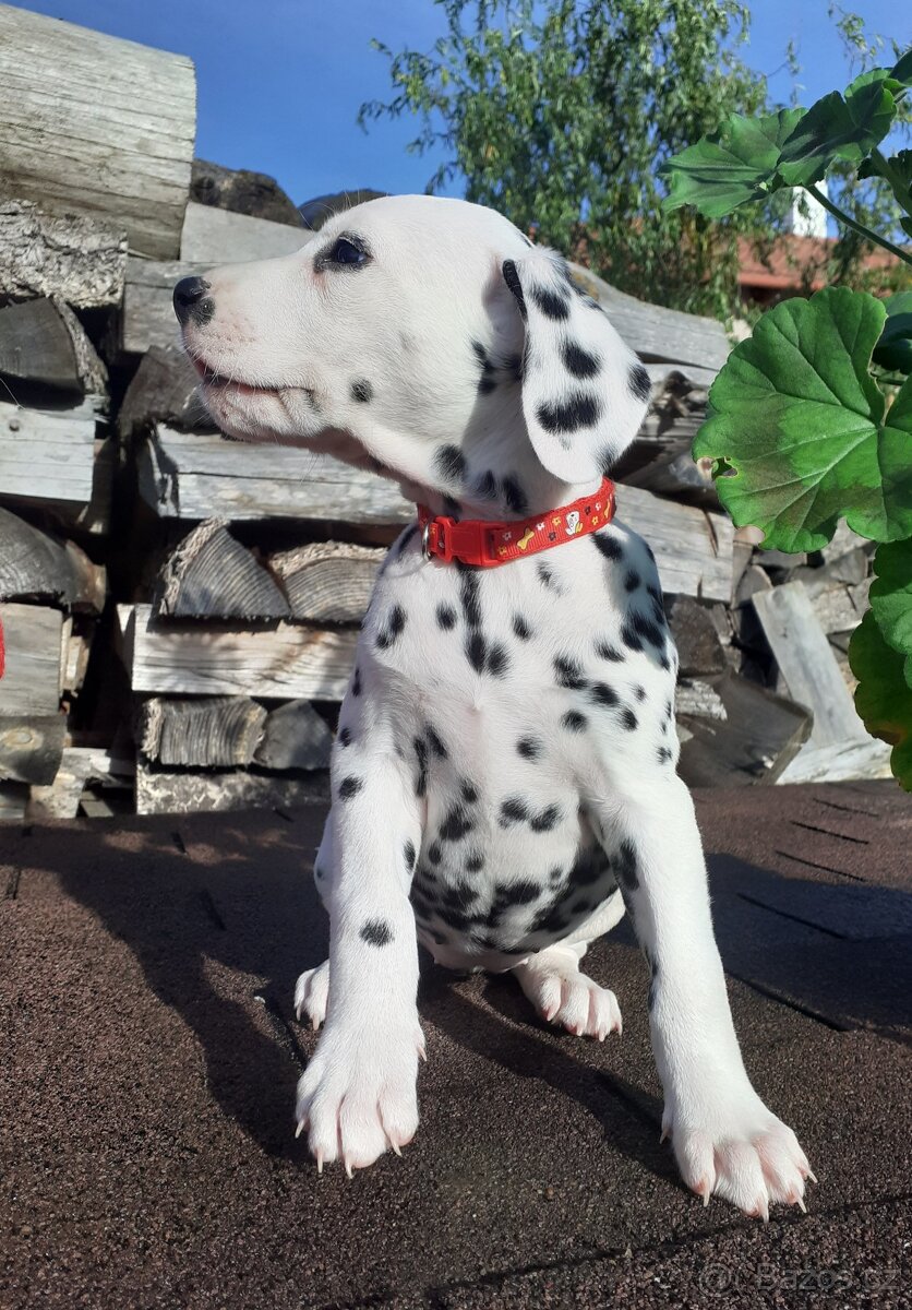 Dalmatin již k odběru - 20