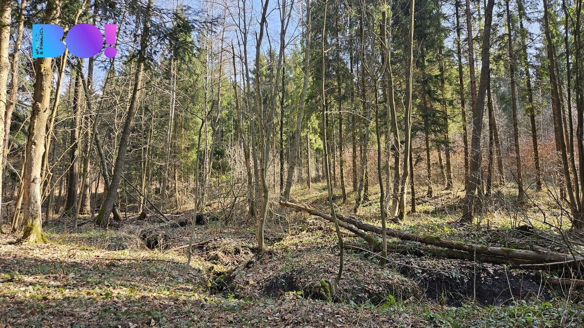 Prodej lesů, 55 558 m², Rybí - 20