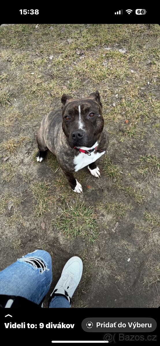 Americký stafordsirsky terier, Stafford, amstaf - 20