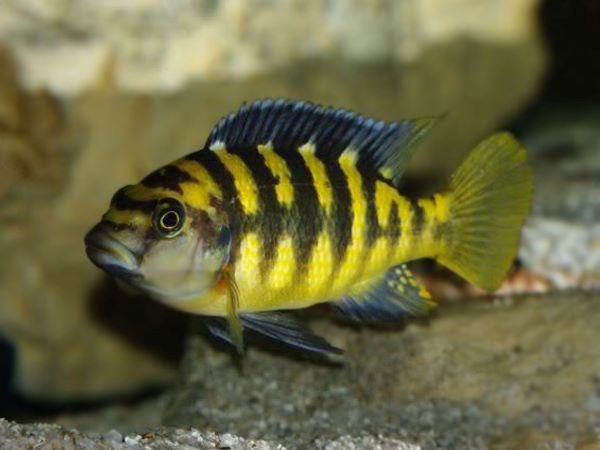 Tlamovci Malawi 56 - 20