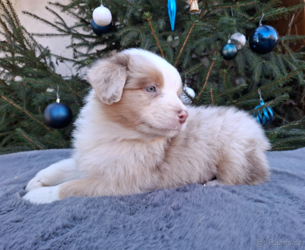 Australský ovčák s PP - 20