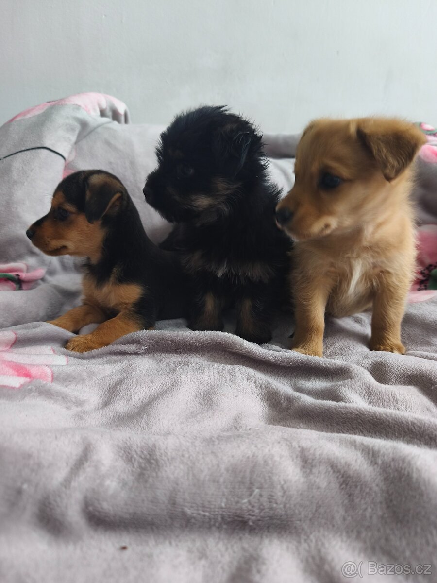 Jorkšírský teriér x pinč - 20