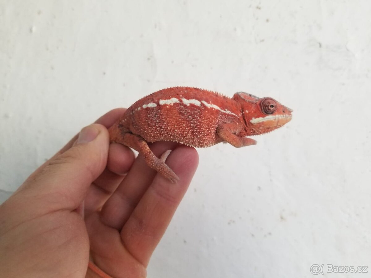 Chameleon pardáli Nosy be - 20