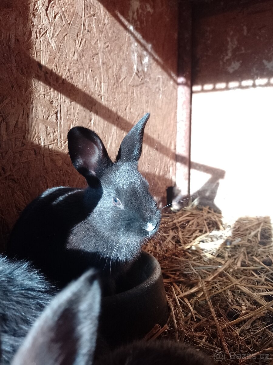 Mazlivý králíčci na prodej - 20