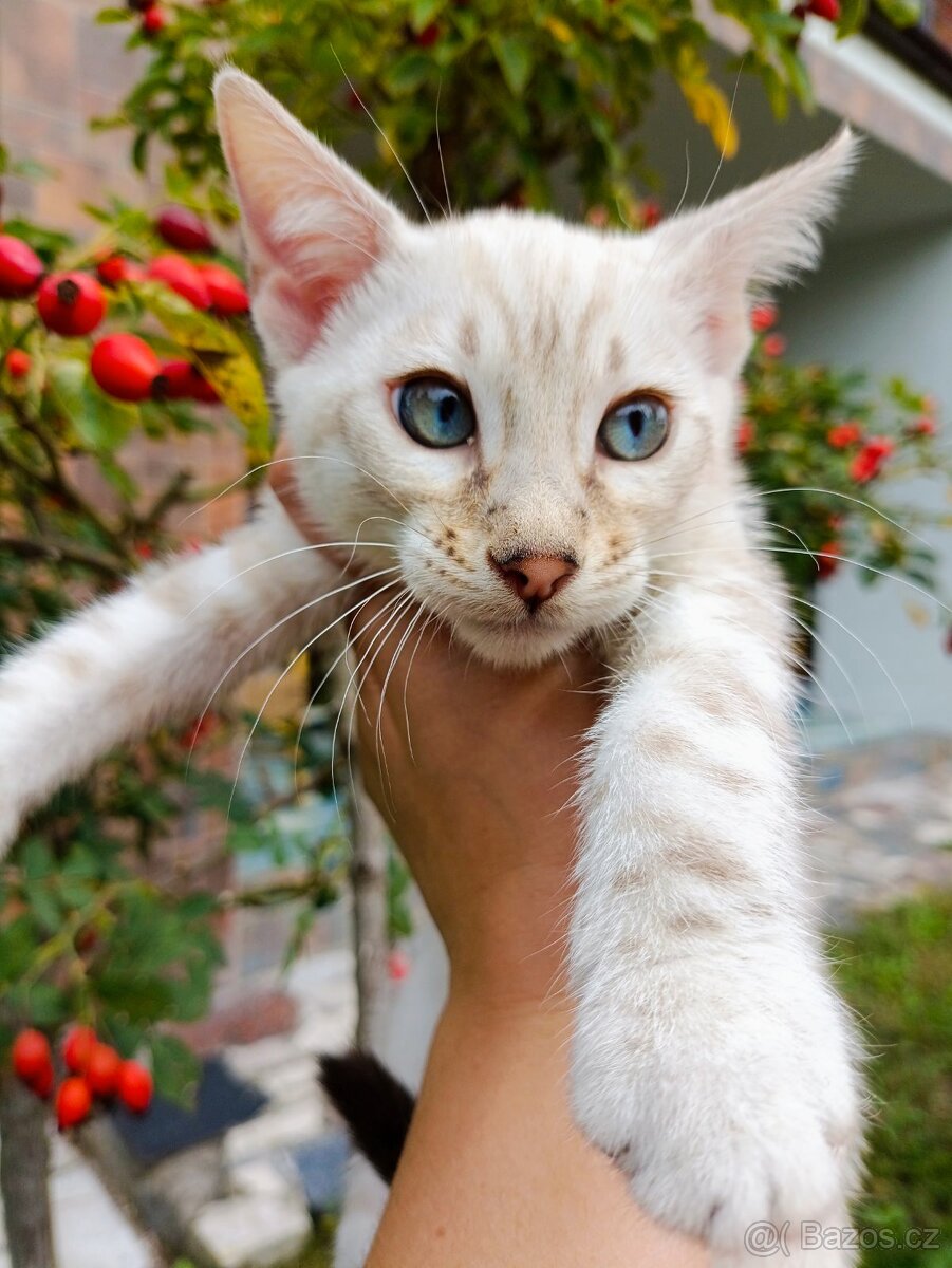 PŘEDBĚŽNÁ REZERVACE LUXUSNÍ Bengálská stříbrná koťáta s PP - 20