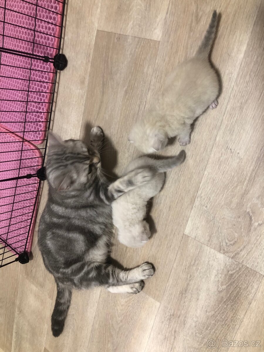 Čistokrevná britská krátkosrstá koťata po rodičích s PP - 20