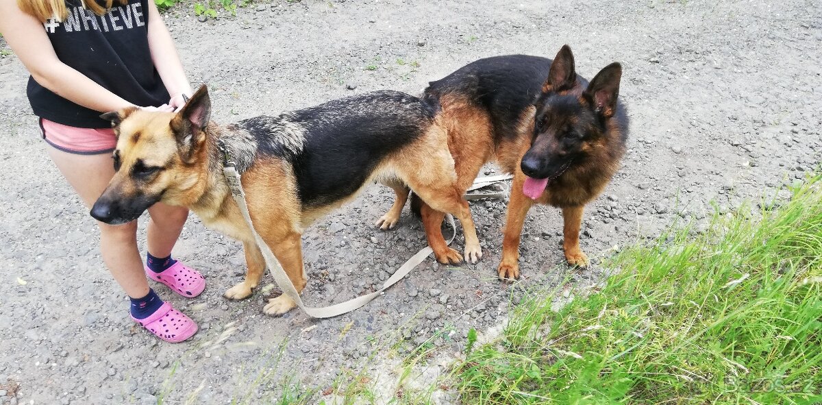 Nemecky ovčák typu Rex(štěňata) - 20