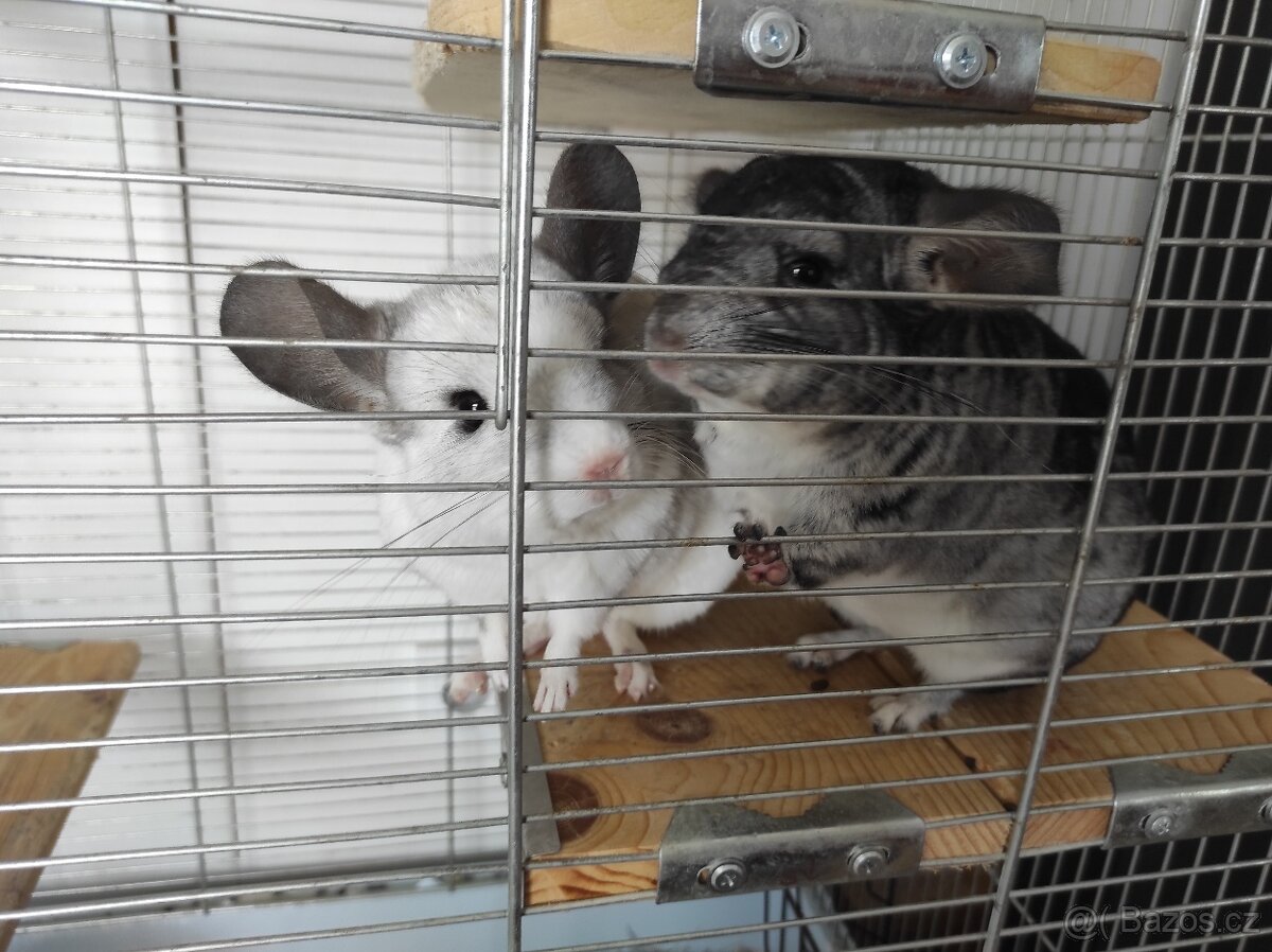 Činčila mládě samičky - 20