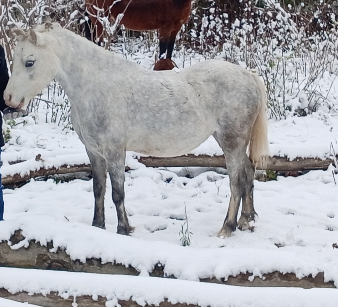 Welsh Mountain Pony - 20