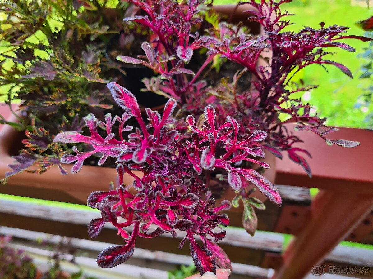 SEMENA Africká okrasná kopřiva Coleus - 20
