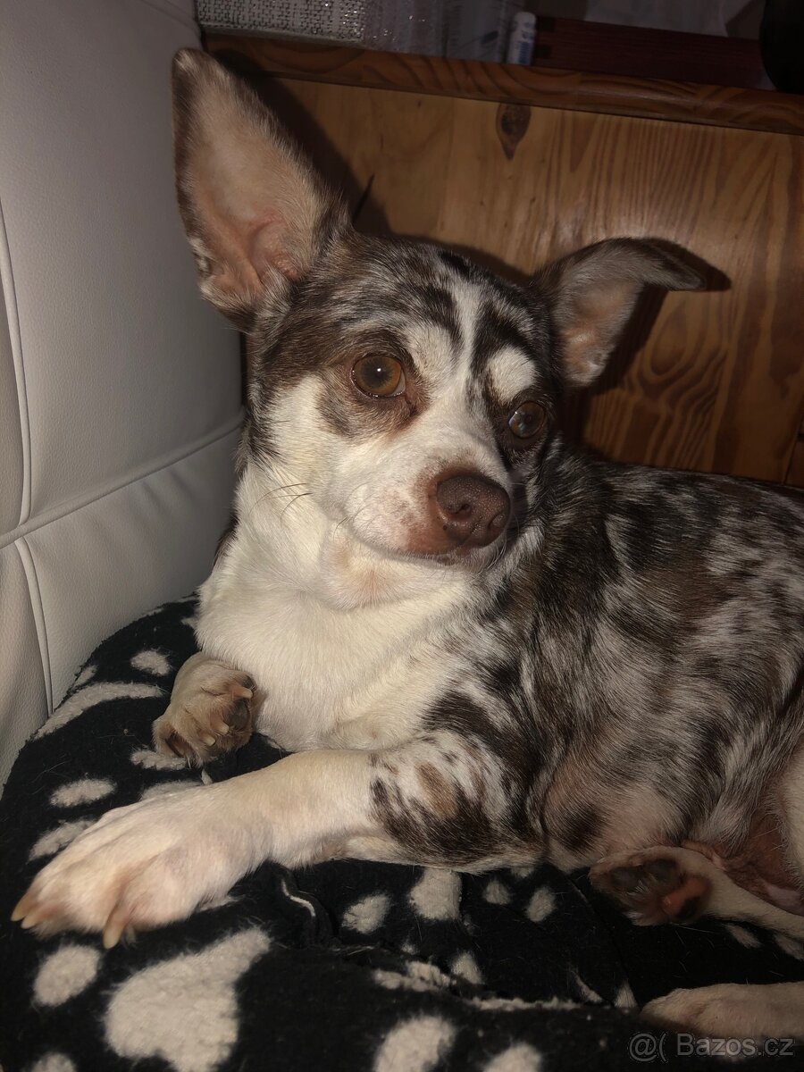 Štěně - kříženec - 20