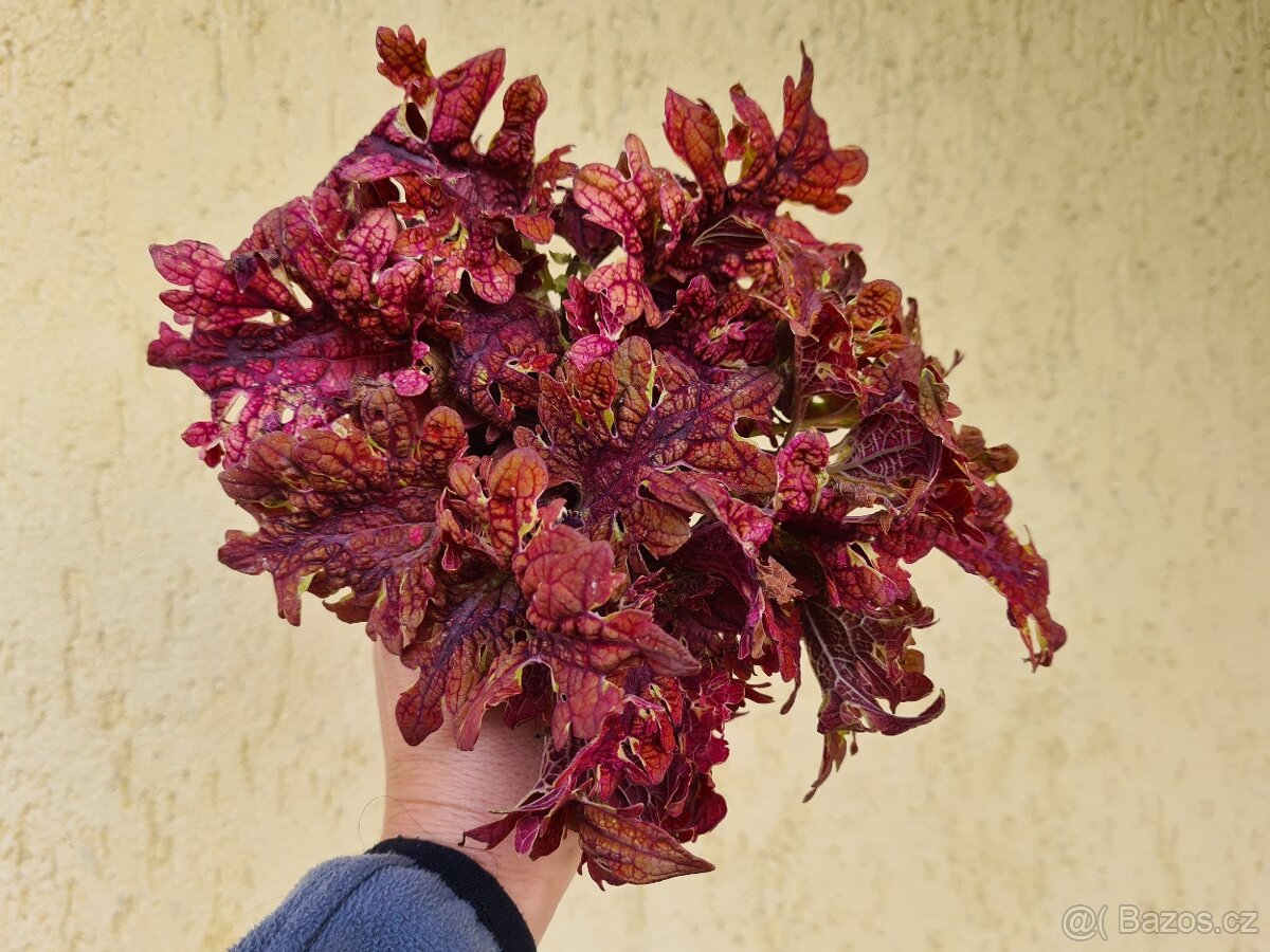 Africké okrasné kopřivy - SEMENA - Coleus - 20