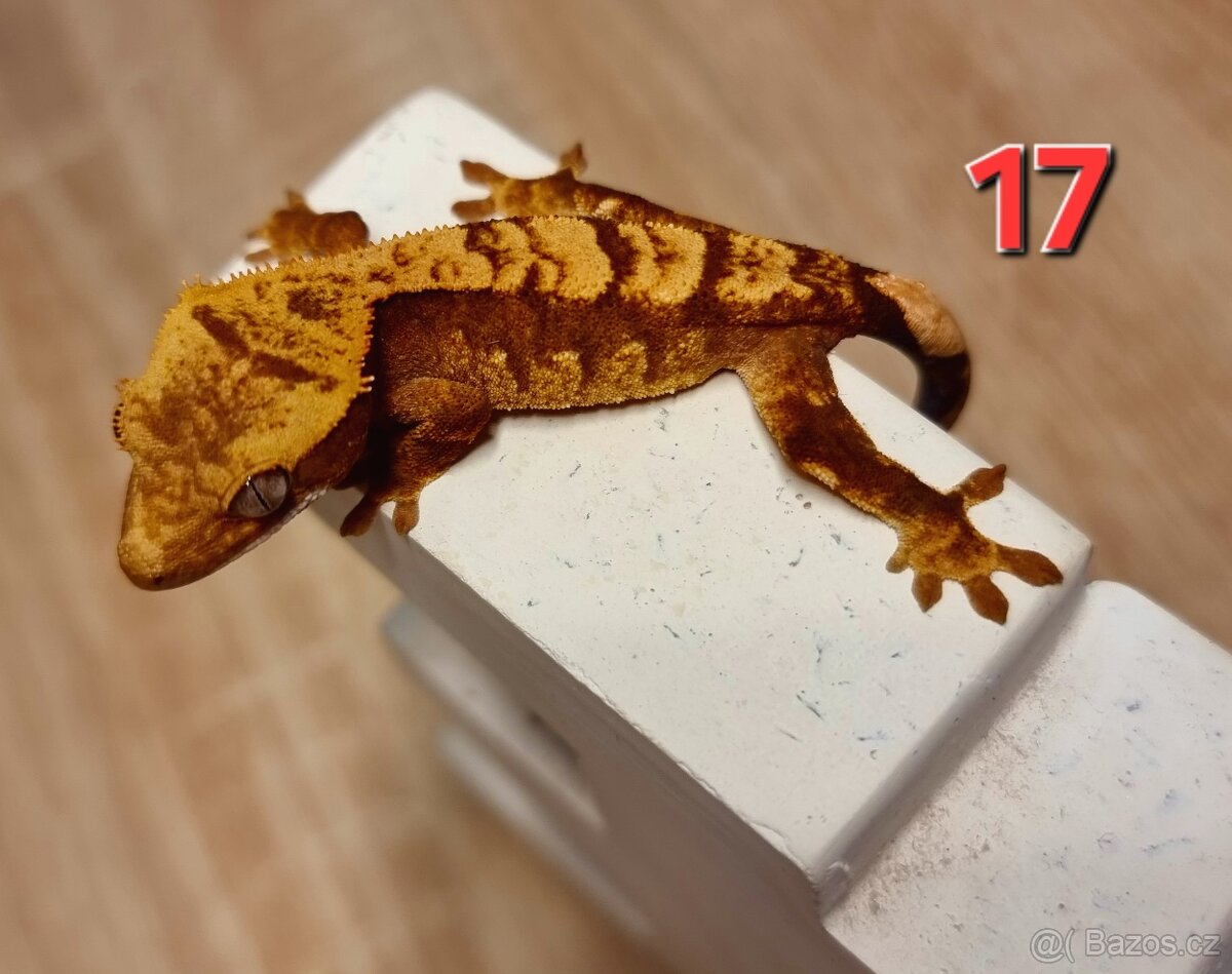 Pagekon řasnatý - 20