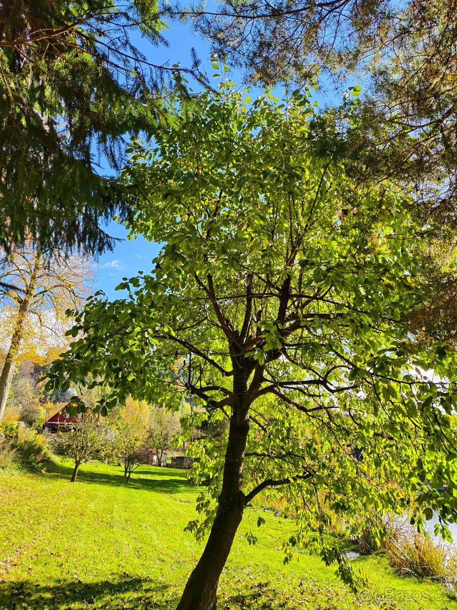 Pronájem zahrady v Plzni - Lobzy. Gril a rekreace. 1890 Kč - 20