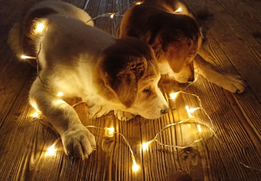 Kanaánský pes štěně s PP - 20