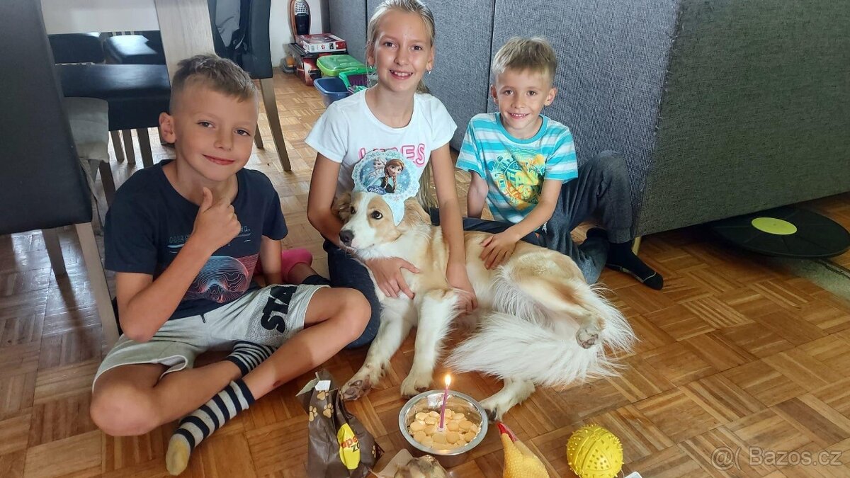 Border Kolie S PP - 20