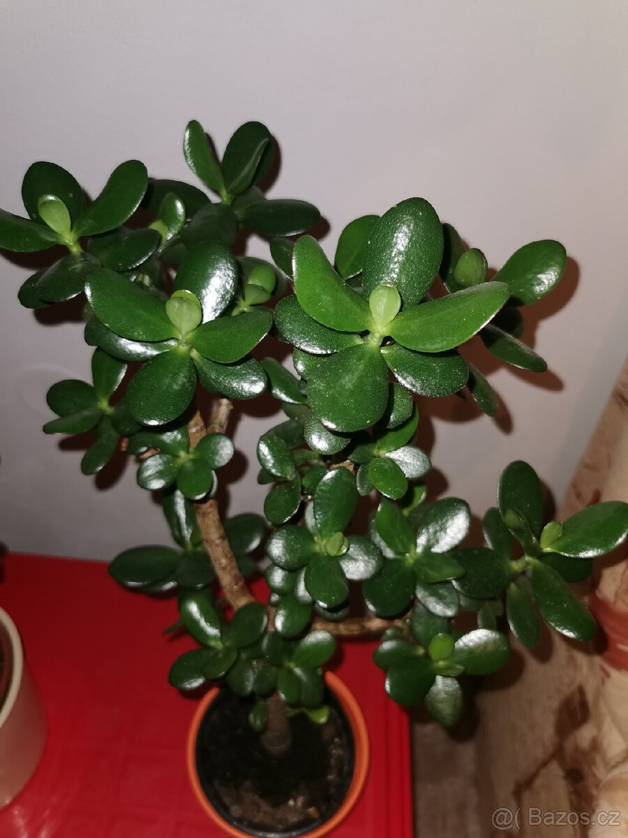 Sukulenty. kaktusy, tlustice, sansevierie, pokojové rostliny - 20