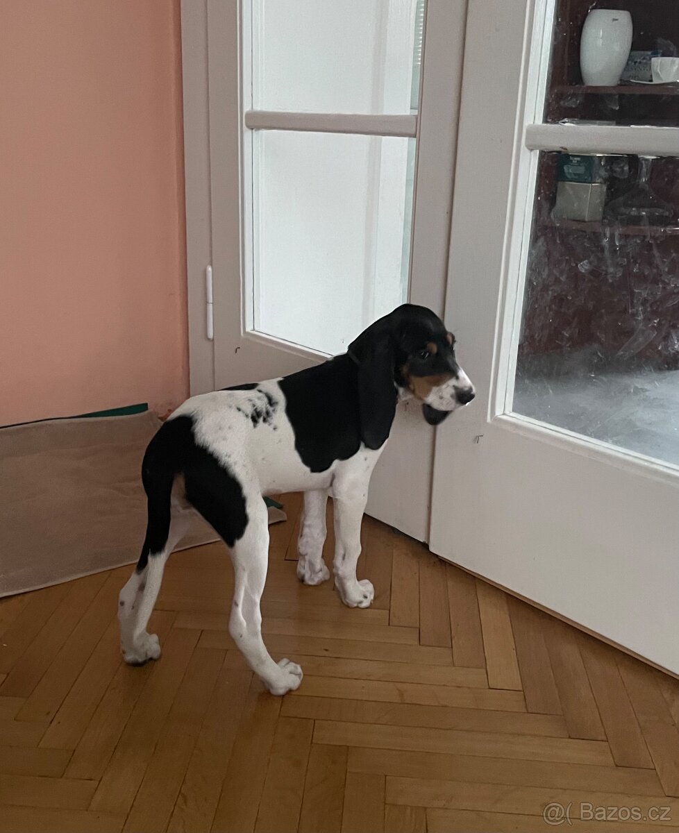 Štěně fenka s PP ihned k odběru - 20