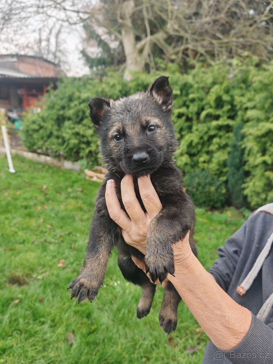 Německý ovčák s PP - 20