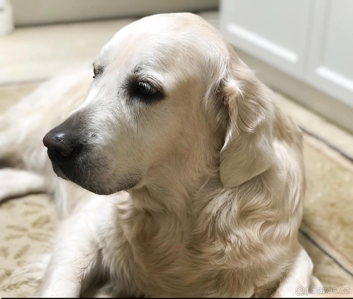 Zlatý Retrívr - 20