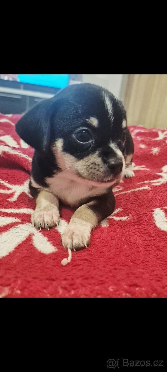 Čivava mini štěňata bez pp - 20