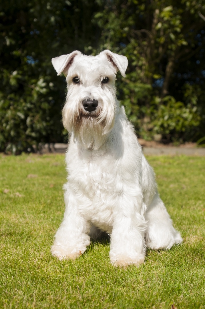 CHS Švarcava - Knírač malý bílý s PP - 20