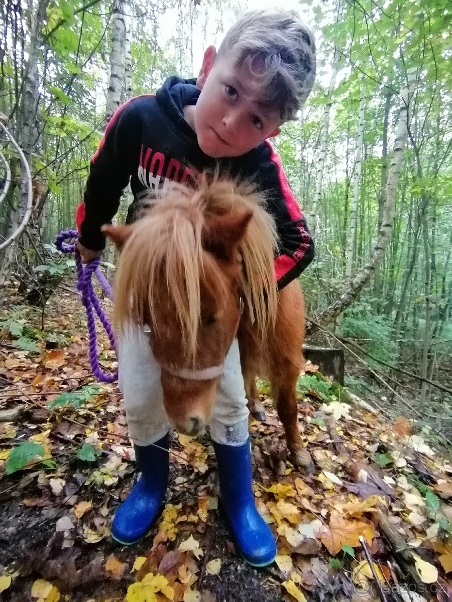 Pronájem pony - 20