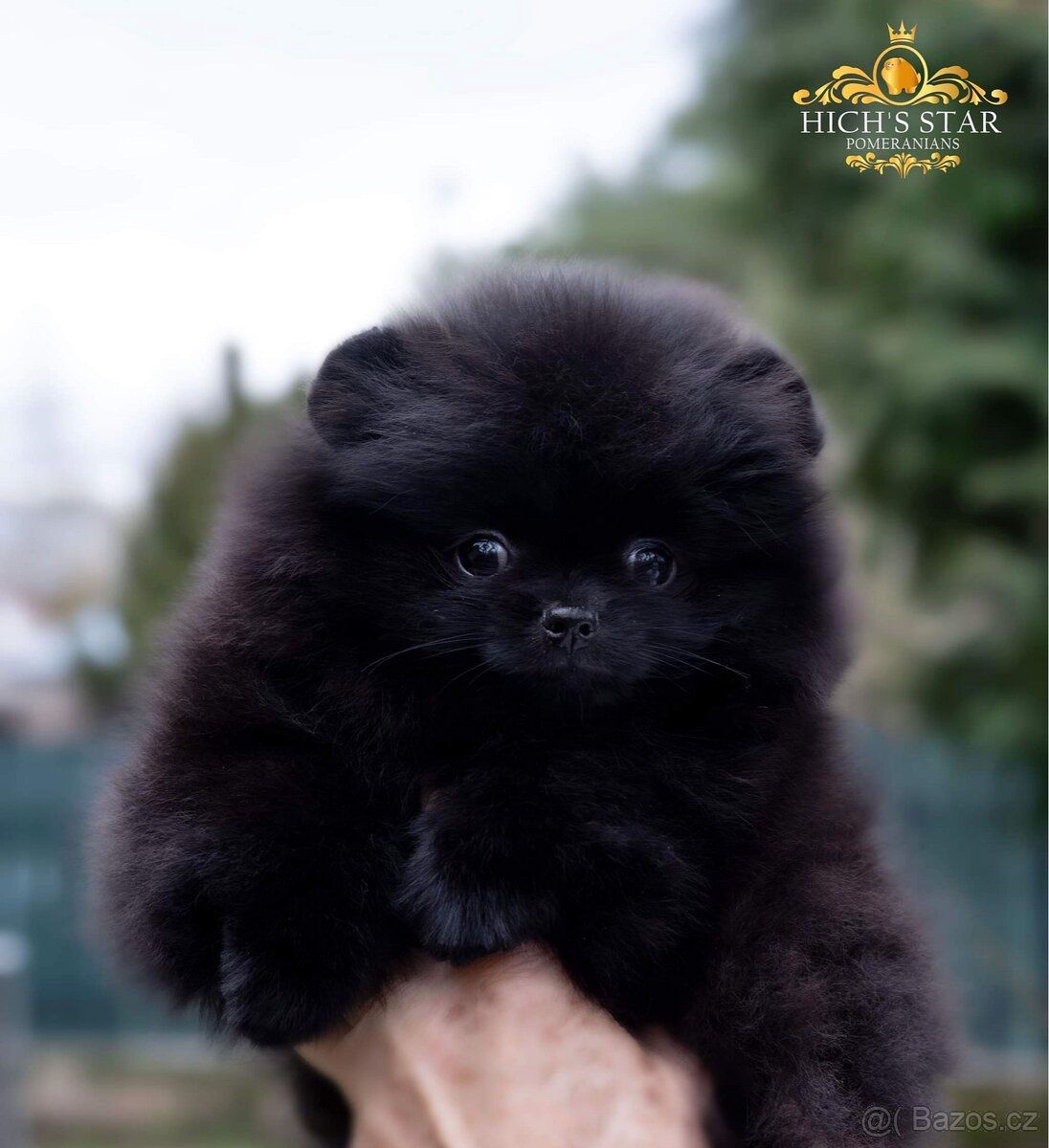 Pomeranian s PP FCI - 20