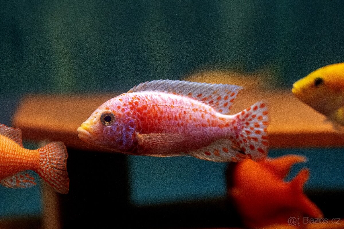 Malawi tlamovci - 20