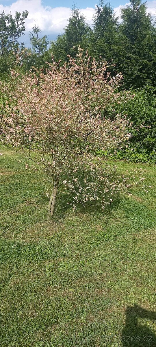 Celoroční obyvatelná chata - 20