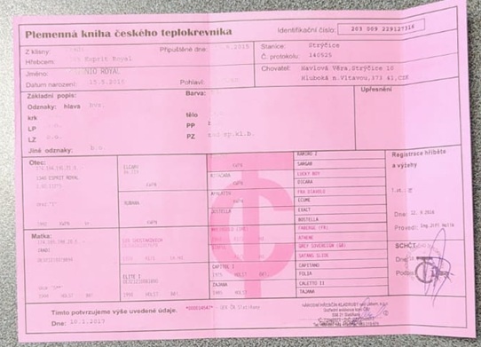 valach 9 let, 158 cm kůň pro ženu - 20