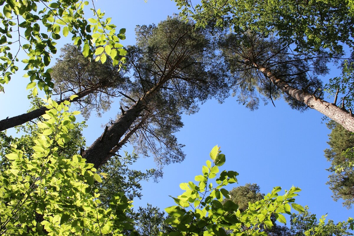 Prodej nevytěženého lesa u Luhačovic - 3,25 ha - 20