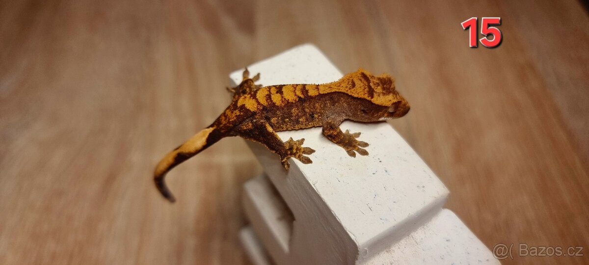 Pagekon řasnatý - 20