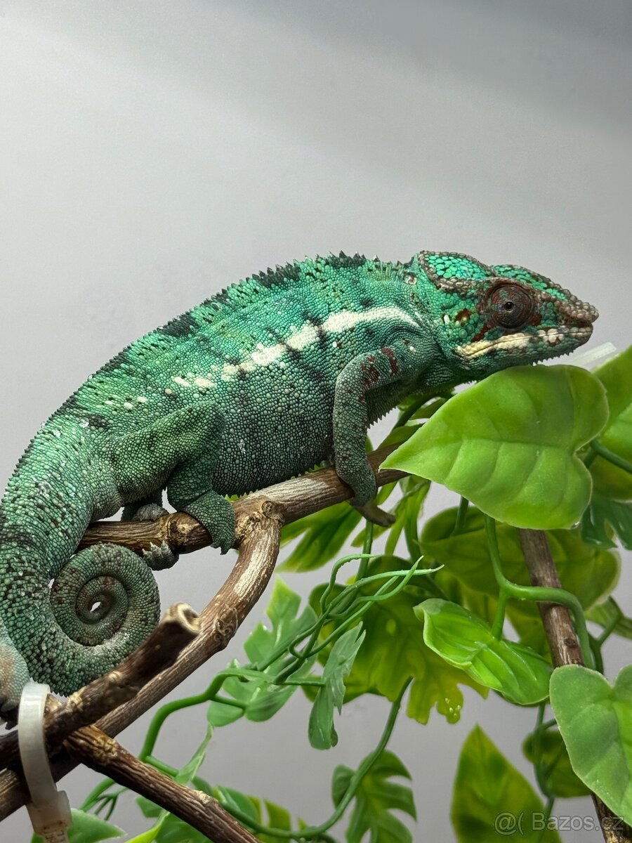 Chameleon pardalis - nosy be - 20