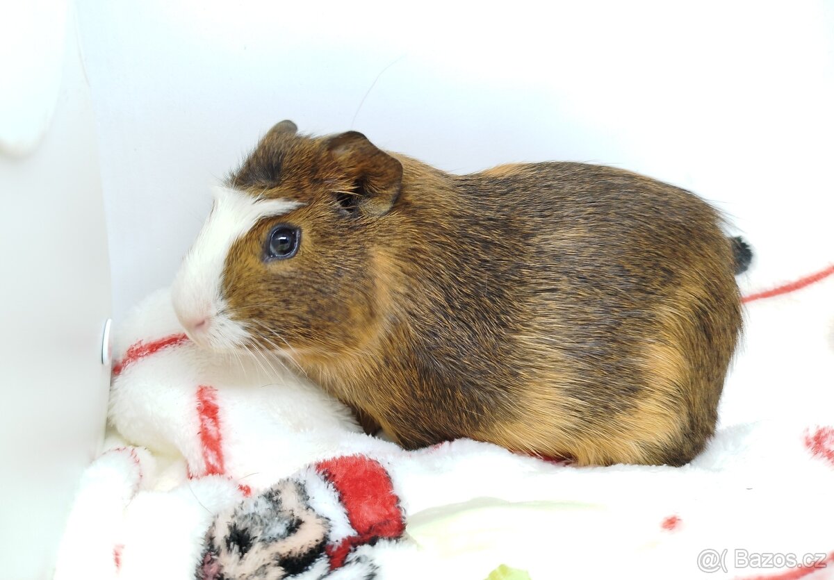 Morče, morčata, morčátko - JACOB a JAMES - 20