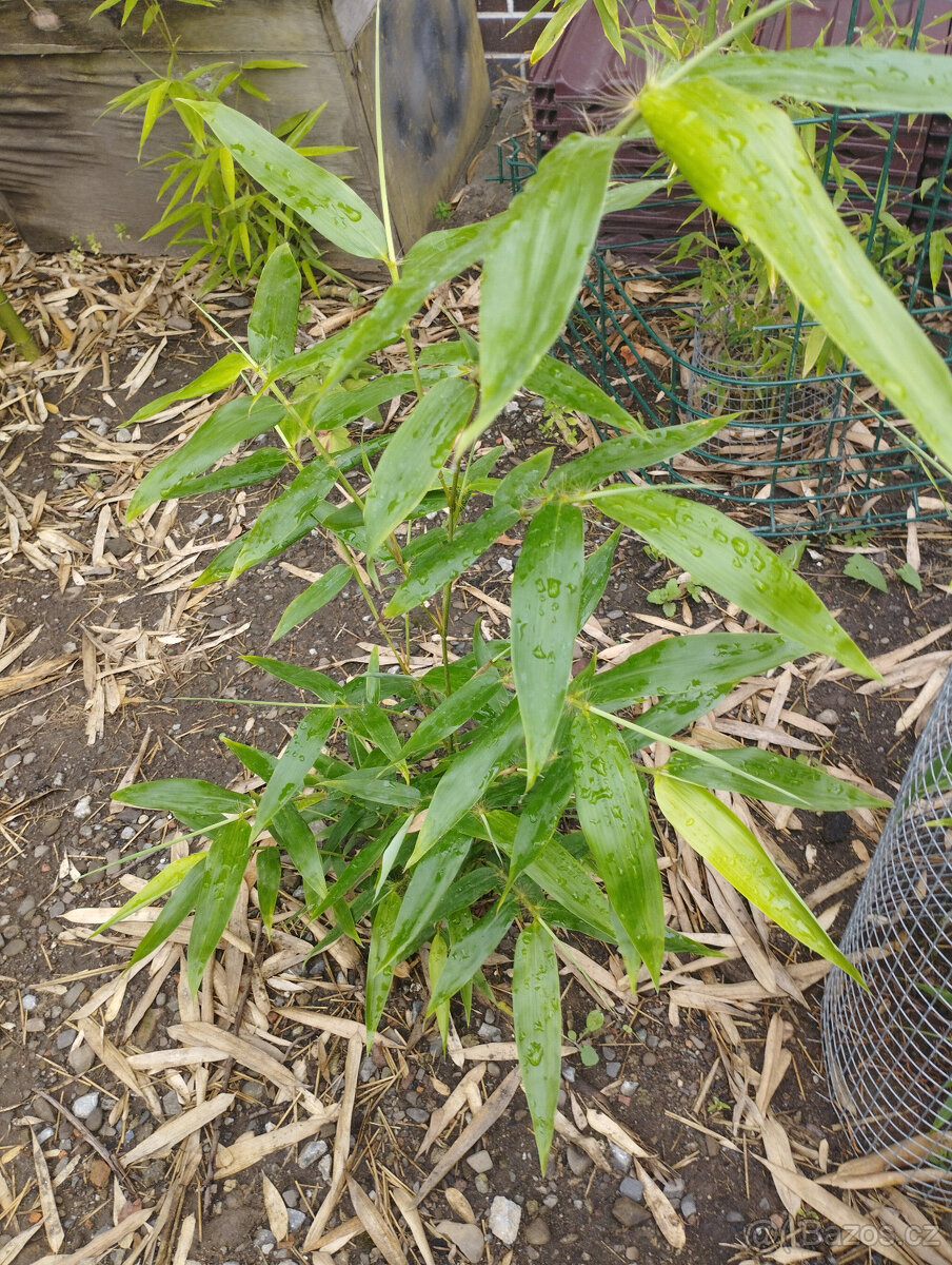 Obří mrazuvzdorný bambus phyllostachys, Vsetín - 20