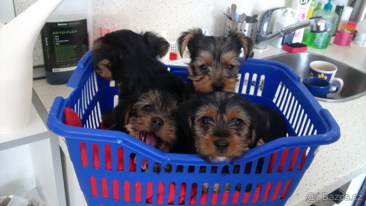 Jorkšírský teriér připuštění, krytí - 20